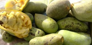 ripe pawpaws