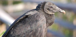 black vulture