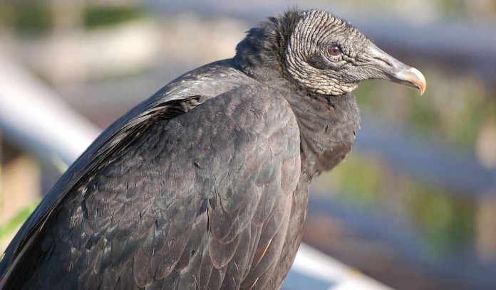 black vulture black vulture
