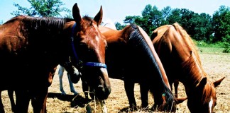 horses eating hay