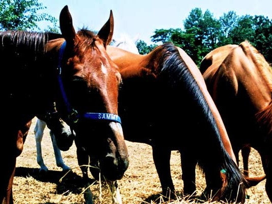 horses eating hay