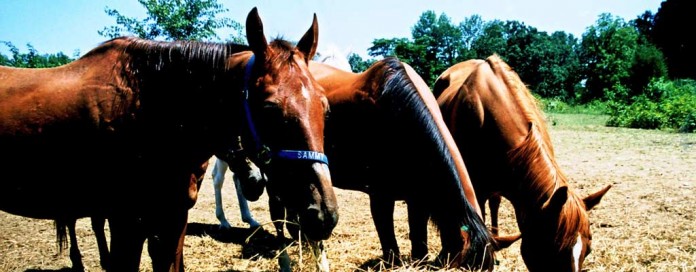horses eating hay horses eating hay
