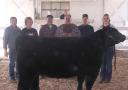 steer-showlautanenweb.jpg