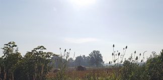 hay bales in field