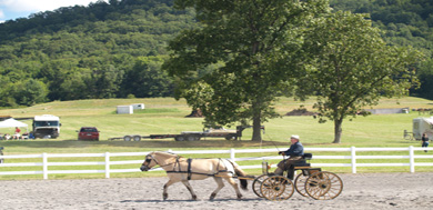 equine-experienceweb.jpg