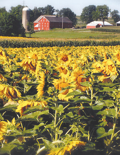 sunflowersfullmedium.jpg