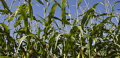 Corn big