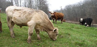 325-grazing-colweb.jpg