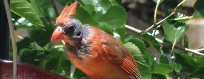 bald-cardinal