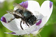 bee pasture sm