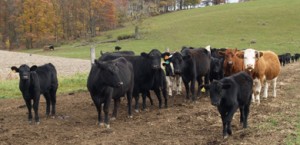 beef-prices-large