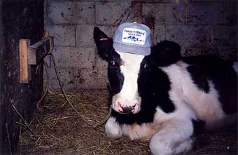 F&D-cow340