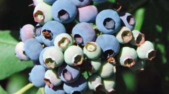 blueberries340