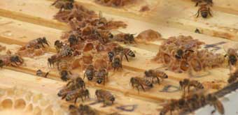honey-bee-losses340