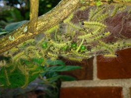 fall webworms