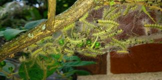 fall webworms