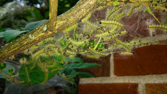 fall webworms fall webworms