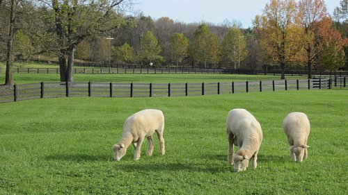 sheep.500