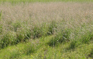 switchgrass330