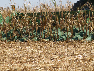 corn330