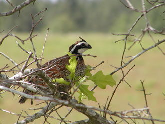 Bobwhite330