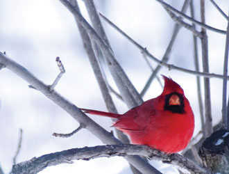 bird330