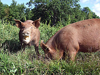 hogs330
