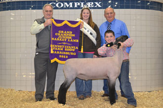 farm-show-lambs330