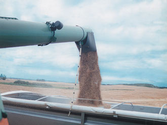 grain330