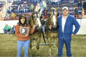 heavyweight ponies