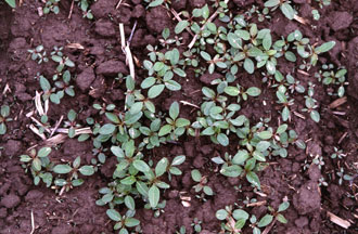 weeds-in-pa330