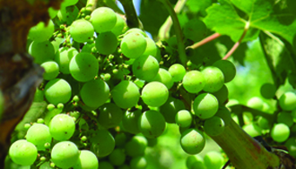 ohiowinepost