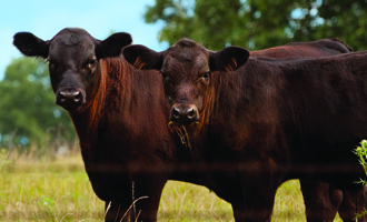 beefanddna330 DNA and beef