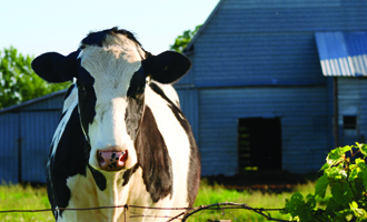 Cattle parasites  healthy cattle