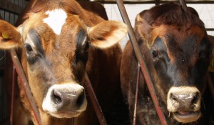 Dairy cows Dairy cows