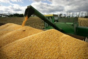 00593_cornharvest03132012