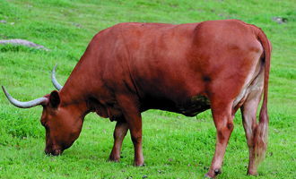 bull Bull testing program