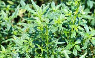 bushy_waterhemp_plant Waterhemp