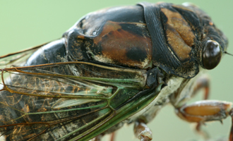 cicadapost Cicada killer wasps