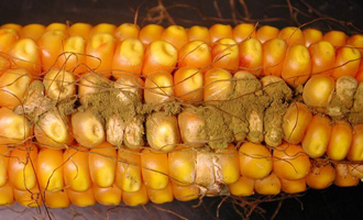 corn rotpost Aspergillus