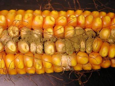 corn rotslarge Aspergillus