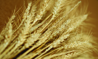 Grain 2012 Drought is forcing grain prices higher