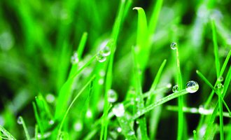 grass keeping grass green