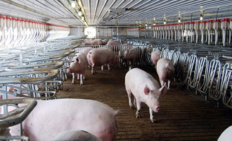 pigs swine flu