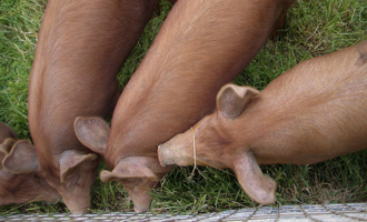 pigs1 swine flu