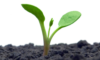 seedling