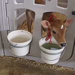 9.08Dairy Excel 330