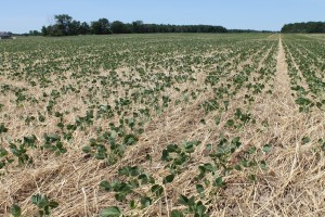 Covercrops.distant