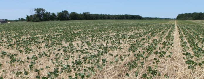 Covercrops.distant cover crops