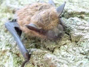 bat Mahoning County, Ohio bat has Rabies